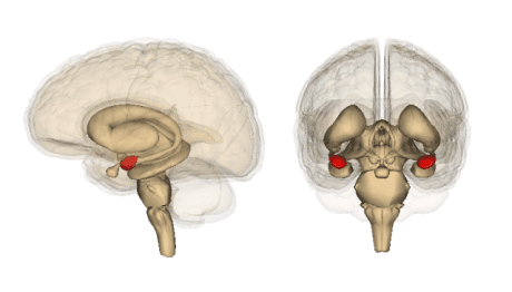 amygdale cerveau meditation
