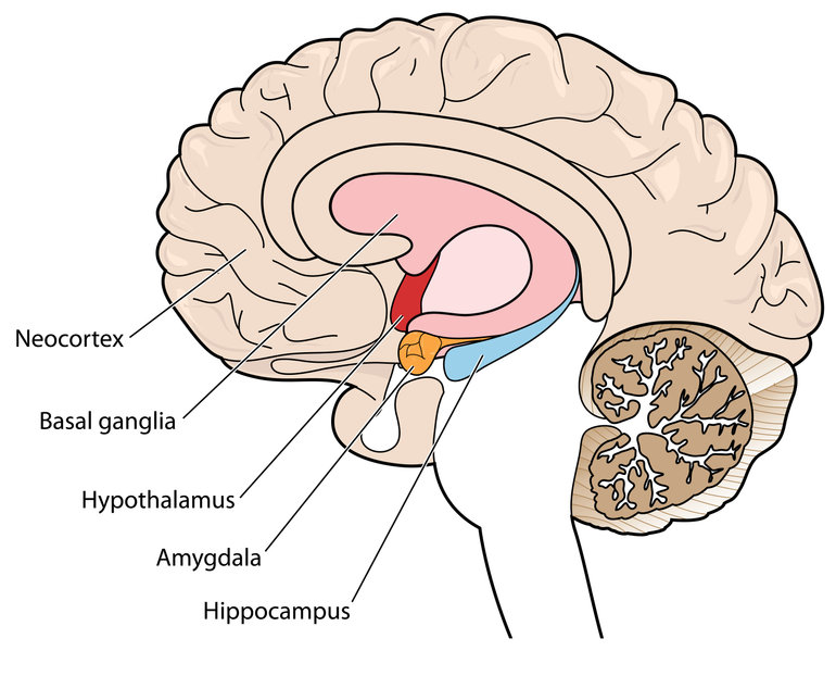 cerveau amygdale hippocampe neocortex